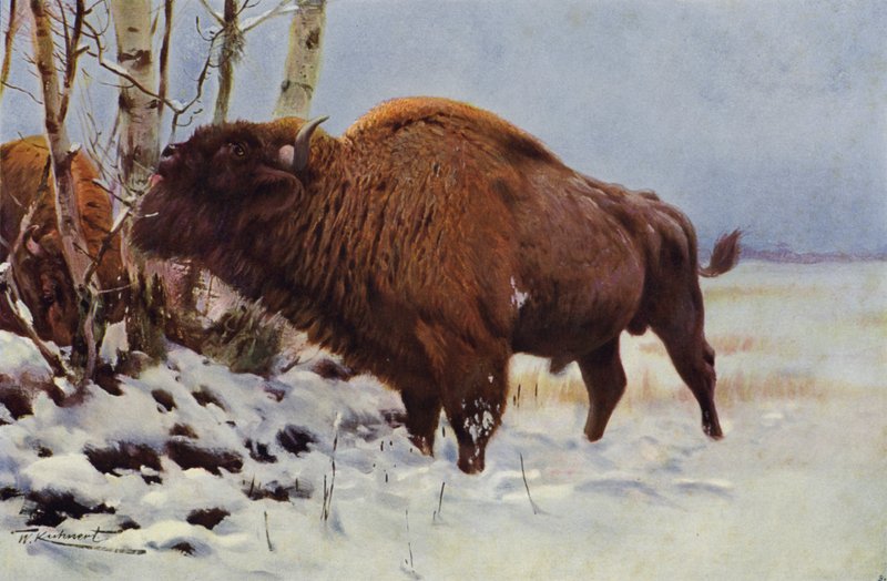 Europese Bizon door after Wilhelm Kuhnert