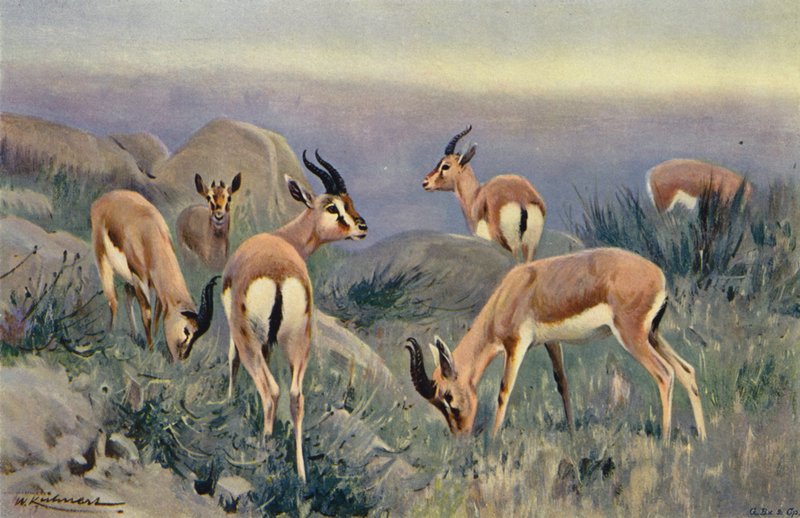 Gazelle door after Wilhelm Kuhnert