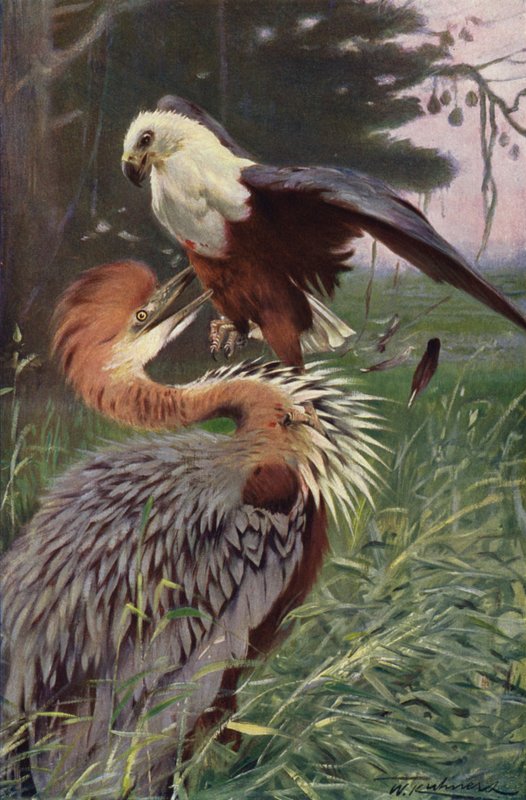 Reuzenreiger en zeearend door after Wilhelm Kuhnert