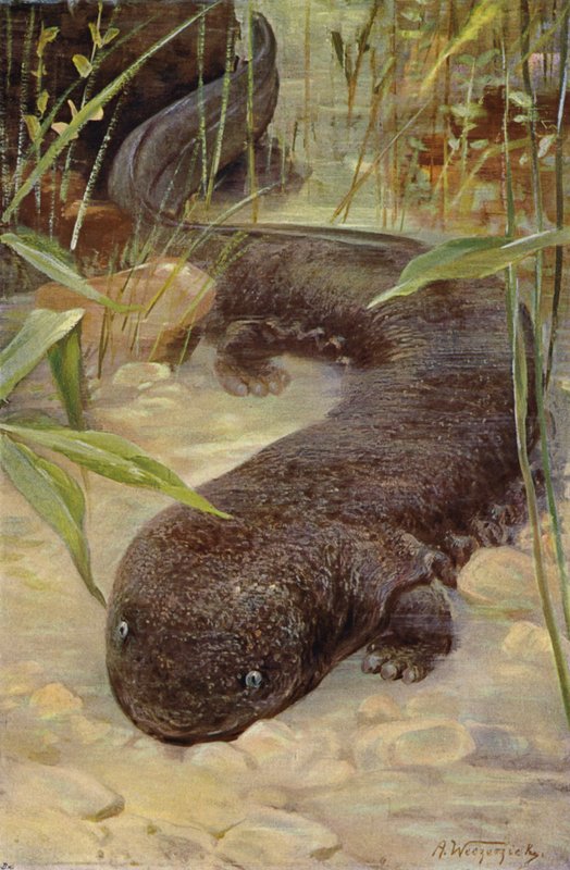Reuzensalamander door after Wilhelm Kuhnert