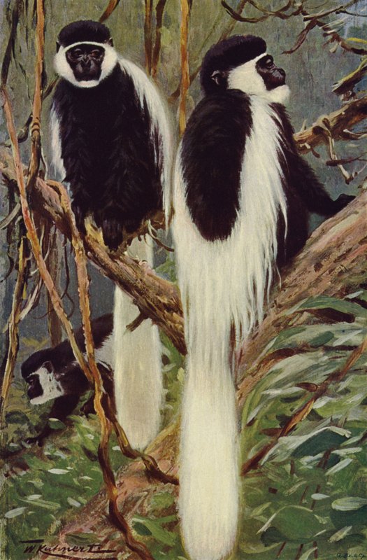 Guereza door after Wilhelm Kuhnert