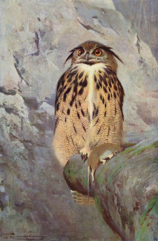 Oehoe door after Wilhelm Kuhnert