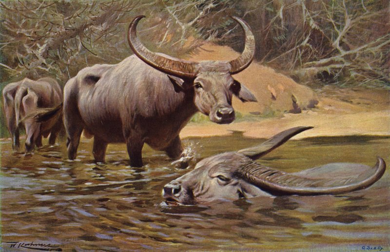 Indische Buffel door after Wilhelm Kuhnert