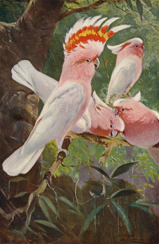 Leadbeaters kaketoe door after Wilhelm Kuhnert