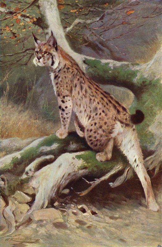 Lynx door after Wilhelm Kuhnert