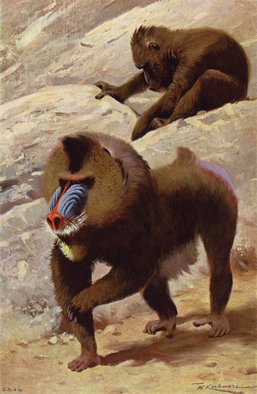 Mandril door after Wilhelm Kuhnert