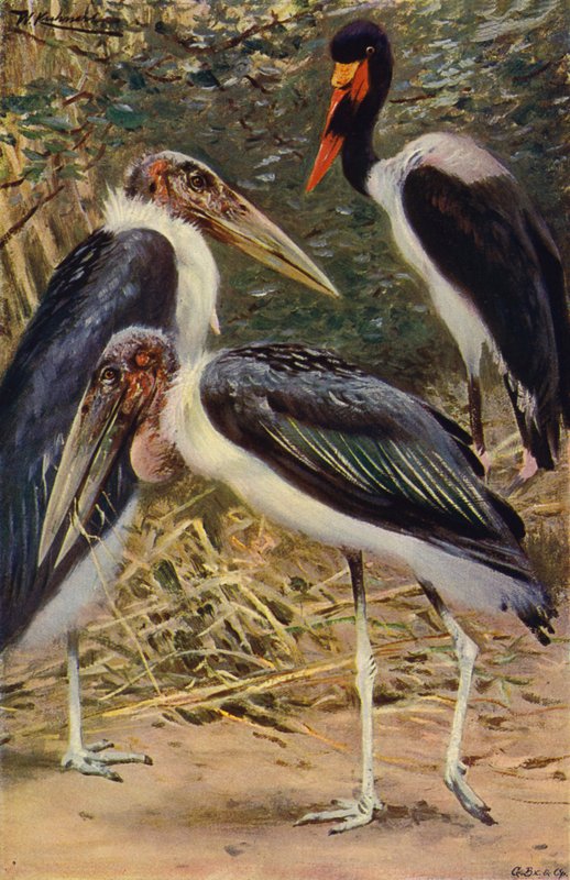 Maraboe en jabiru door after Wilhelm Kuhnert