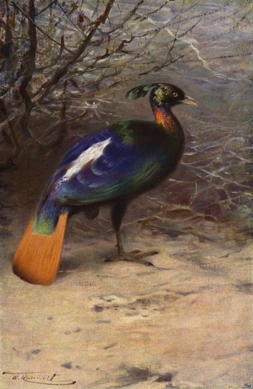 Monal door after Wilhelm Kuhnert