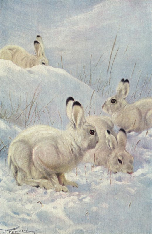 Sneeuwhaas door after Wilhelm Kuhnert