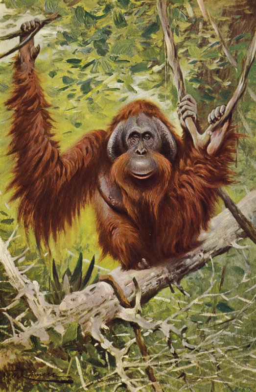 Orang-oetan door after Wilhelm Kuhnert