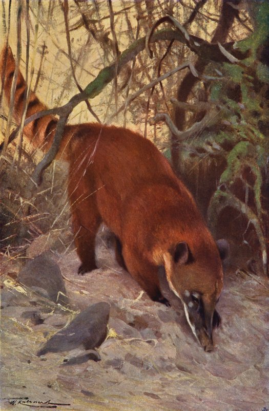 Rode Coati door after Wilhelm Kuhnert