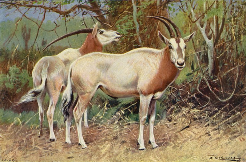 Sabelantilope door after Wilhelm Kuhnert