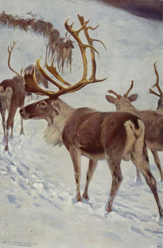 Scandinavische Rendier door after Wilhelm Kuhnert