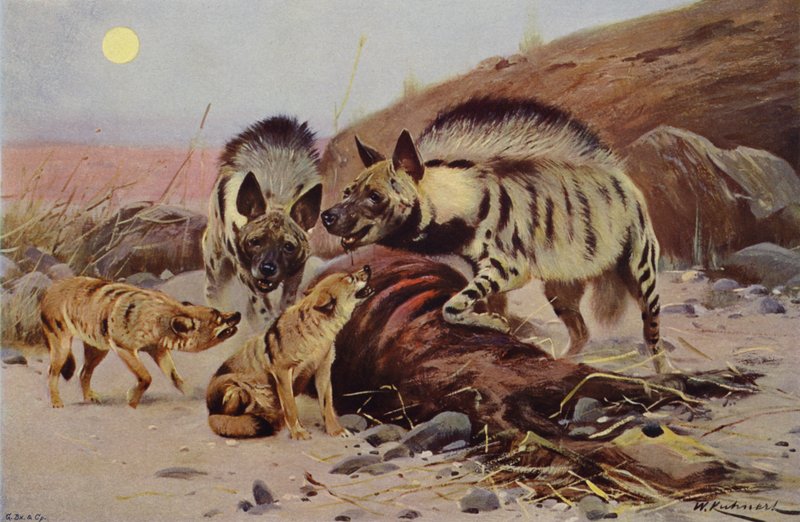 Gestreepte Hyena en Jakhals door after Wilhelm Kuhnert