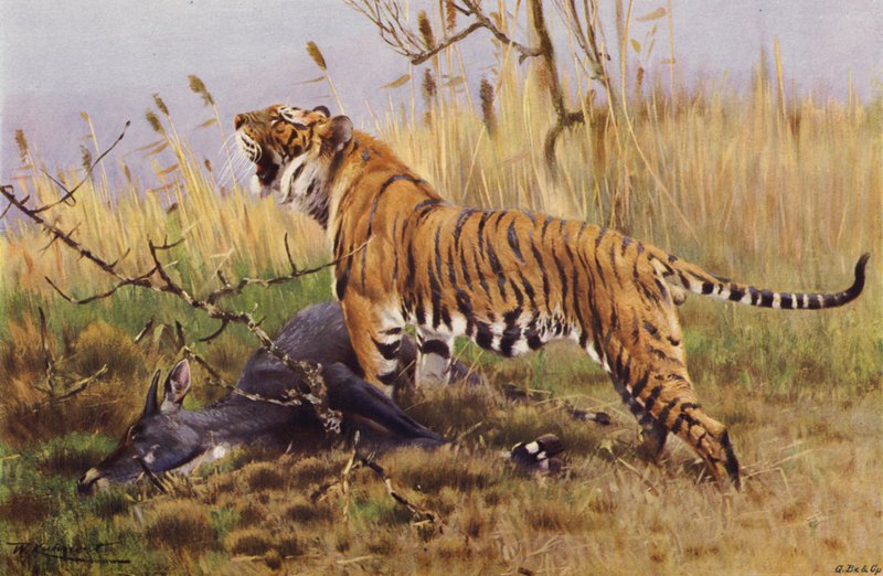 Tijger door after Wilhelm Kuhnert