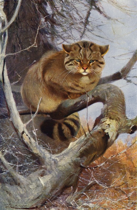 Wilde Kat door after Wilhelm Kuhnert
