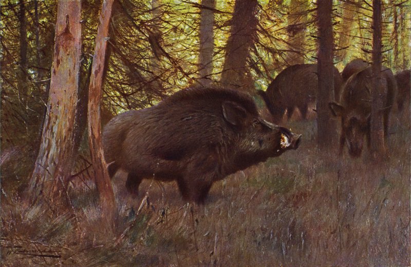 Wild Zwijn door after Wilhelm Kuhnert